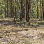 House-Greenbank-QLD-IRE5510089