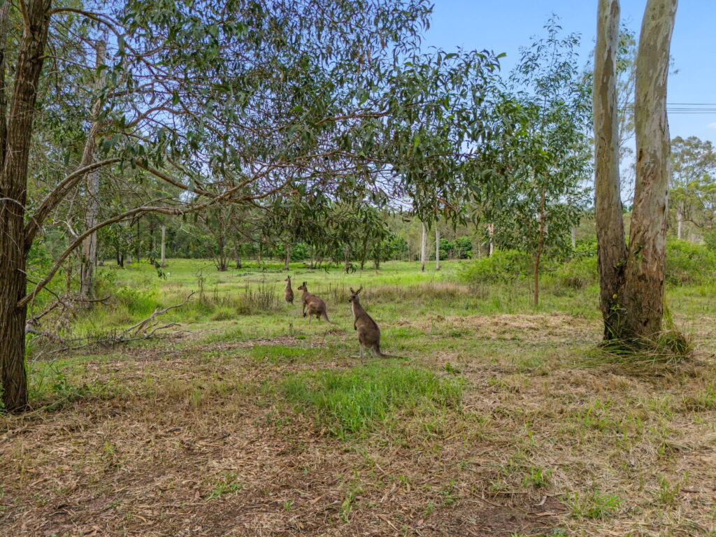 3969 Mount Lindesay Highway, Greenbank, QLD 4124