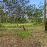 3969 Mount Lindesay Highway, Greenbank, QLD 4124