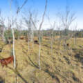 Lot 4 Toowoomba-Karara Road, Karara, QLD 4352 AUS