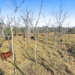 Lot 4 Toowoomba-Karara Road, Karara QLD 4352