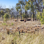 Lot 4 Toowoomba-Karara Road, Karara QLD 4352