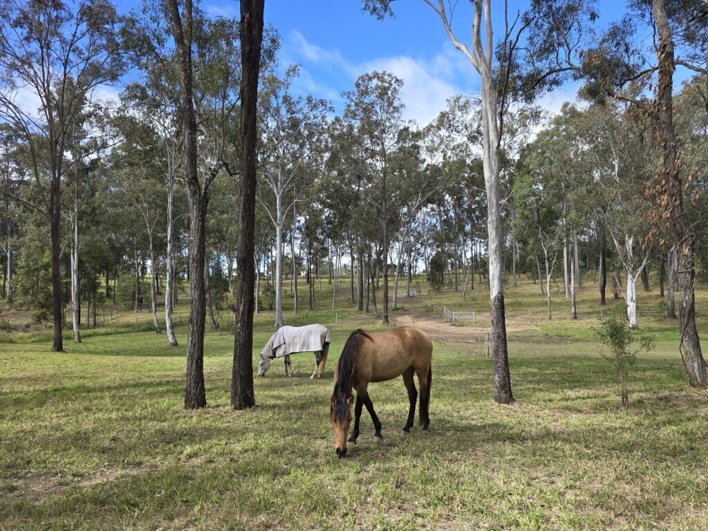 14 Laurette Drive, Glenore Grove, QLD 4342